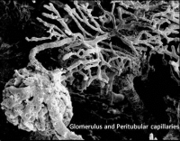 peritubular capillaries.jpg